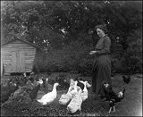 Mrs. Stone feeding chickens